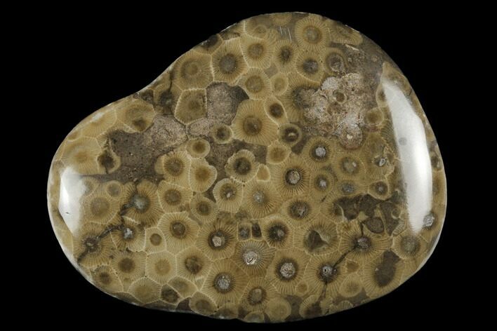 Polished Petoskey Stone (Fossil Coral) - Michigan #177189